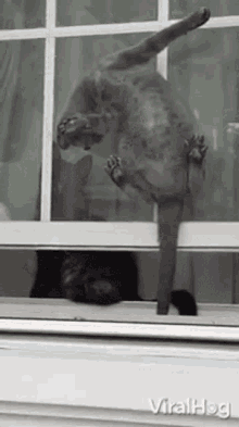 Black Cat Viralhog GIF - Black Cat Viralhog Acrobatic Kitty Climbs Up Window Screen GIFs