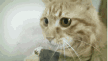 Cat Bong GIF - Cat Bong 420 GIFs