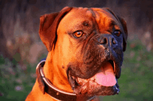 Boxer Brutus GIF - Boxer Brutus Dog GIFs