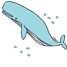 whale kstr