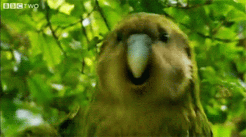 kakapo gif