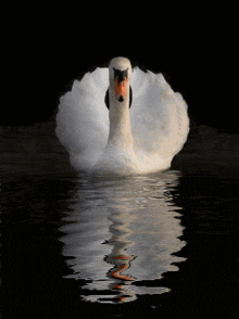 Swan White GIF - Swan White Water GIFs