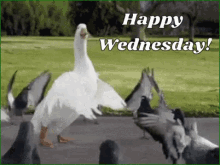 Happy Wednesday Funny Animals GIF - Happy Wednesday Funny Animals Duck GIFs