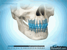 Tooth Eruption Teeth GIF - Tooth Eruption Teeth Growing GIFs