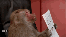 baboon newspaper reading boss glasses