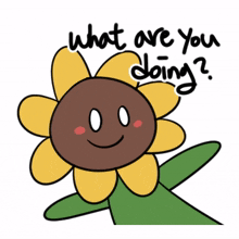 sunflower plant flower smile wanter