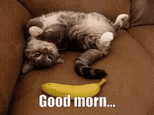 Cat Good Morning GIF - Cat Good Morning Scared GIFs