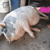 свинья спит свин кабан поросёнок пяточек лежит хрюкает Pig Pork Hog GIF