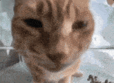 Cat Stare Cat Staring GIF - Cat Stare Cat Staring Cat Auto Feeder GIFs