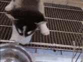 a black and white cat is standing in a cage looking at a bowl .
