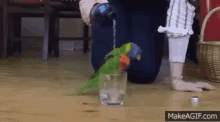 Parrot Water GIF