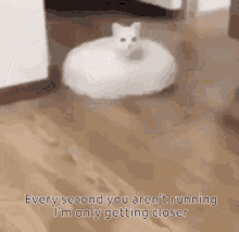 Roomba Cat GIF - Roomba Cat White GIFs