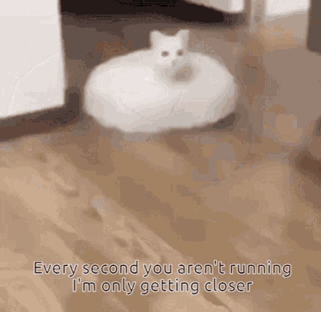 Cat 2024 on roomba