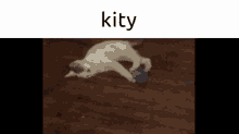 Cat Kitty GIF - Cat Kitty Meme GIFs