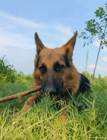 German Shepherd Alsasian GIF - German Shepherd Alsasian Dog GIFs