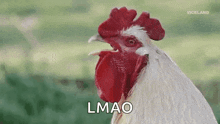 Natty Rooster GIF - Natty Rooster GIFs