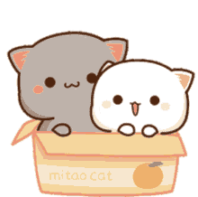 peach cats in a box