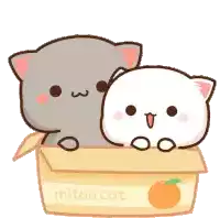 Peach Cats In A Box Sticker - Peach Cats In A Box Stickers