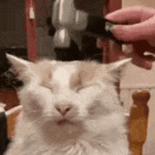 a white cat is sitting on a chair with its eyes closed while a person feeds it .