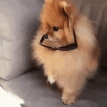 Funny Animals Dog GIF - Funny Animals Dog Shades GIFs