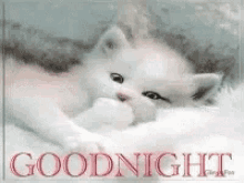 Cat Sleepy GIF - Cat Sleepy Good Night GIFs
