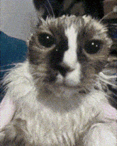 a close up of a cat 's face with a blurred background