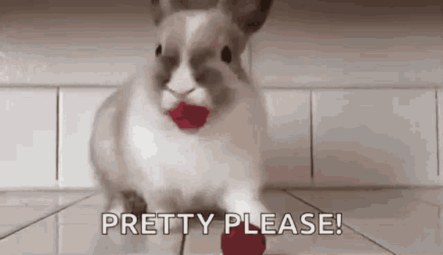 Bunny Cherry On Top GIF - Bunny Cherry On Top Funny - Discover & Share GIFs