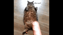 Baguette Cat GIF - Baguette Cat GIFs