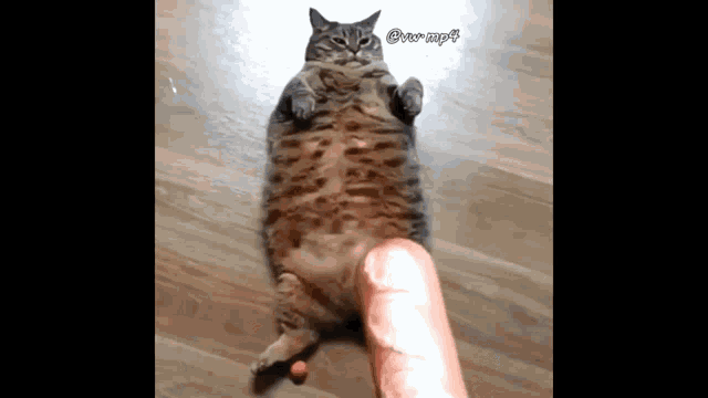 Baguette Cat GIF Baguette Cat Discover Share GIFs