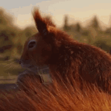 Squirrel Acorn GIF - Squirrel Acorn Animal GIFs