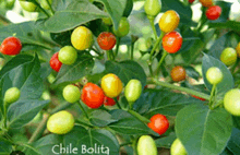 Chile Piquito GIF - Chile Piquito GIFs