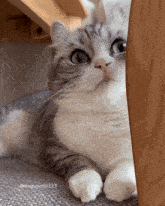 a cat with blue eyes is laying under a wooden table