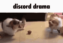 Discord Discord Drama GIF - Discord Discord Drama Discord User GIFs