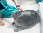 a person petting a seal with a watch on