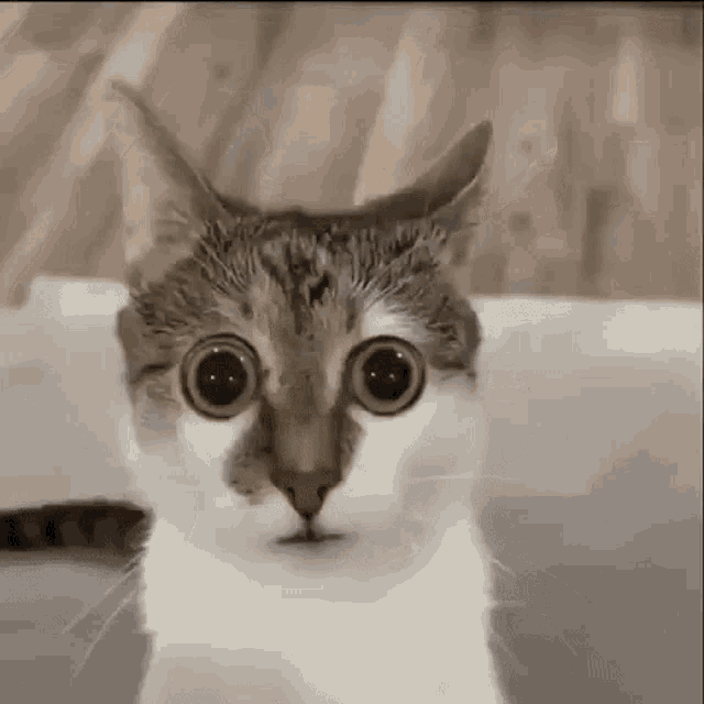 Scared Cat Meme GIFs