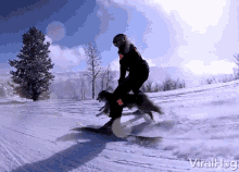 Skiing With A Dog Viralhog GIF - Skiing With A Dog Viralhog Running GIFs