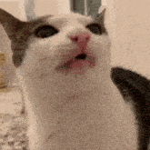a close up of a cat making a funny face with its mouth open .