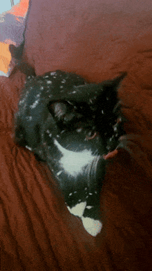a black and white cat is laying on a brown blanket