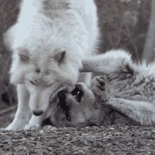 Wolf Love GIF - Wolf Love GIFs
