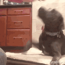 Viral Hog Videos Dog Refuses Touch GIF - Viral Hog Videos Viral Hog Dog Refuses Touch GIFs