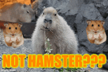 Not Hamster GIF - Not Hamster GIFs