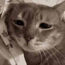 Sunakook Cat GIF - Sunakook Cat Sad GIFs
