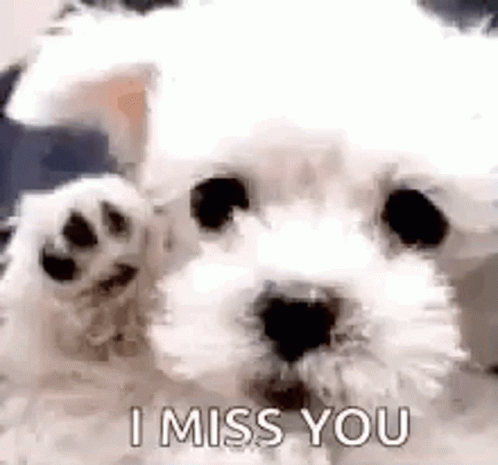 Don't miss: 10 Cutest Dog Gifs In The World That Will Give You Happy Tears
