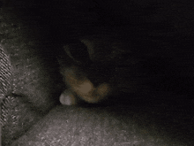 Cat Hiding Hiding Cat GIF - Cat Hiding Hiding Cat Cat GIFs