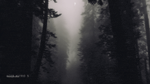 a black and white photo of a foggy forest with acer nitro 5 written below it