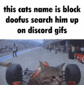 Cat Block Doofus GIF - Cat Block Doofus GIFs