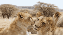 Lion Dean Schneider GIF - Lion Dean Schneider Hug GIFs