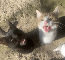Funnie Cat Happy Cat GIF