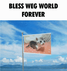 Weg World Kitty GIF - Weg World Kitty Kitten GIFs