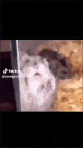 a close up of a hamster in a cage with tiktok written at the bottom